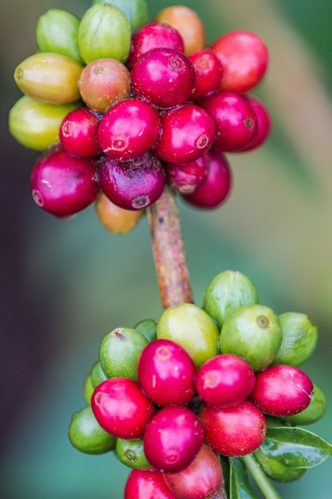 symmetry coffee berries