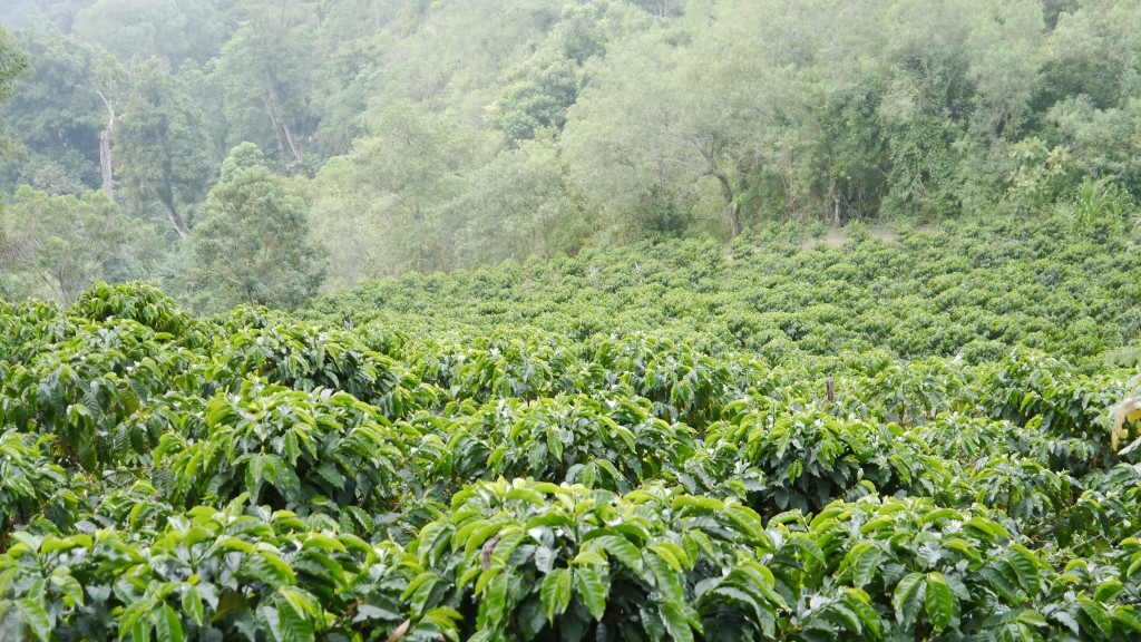 symmetry coffee plantation