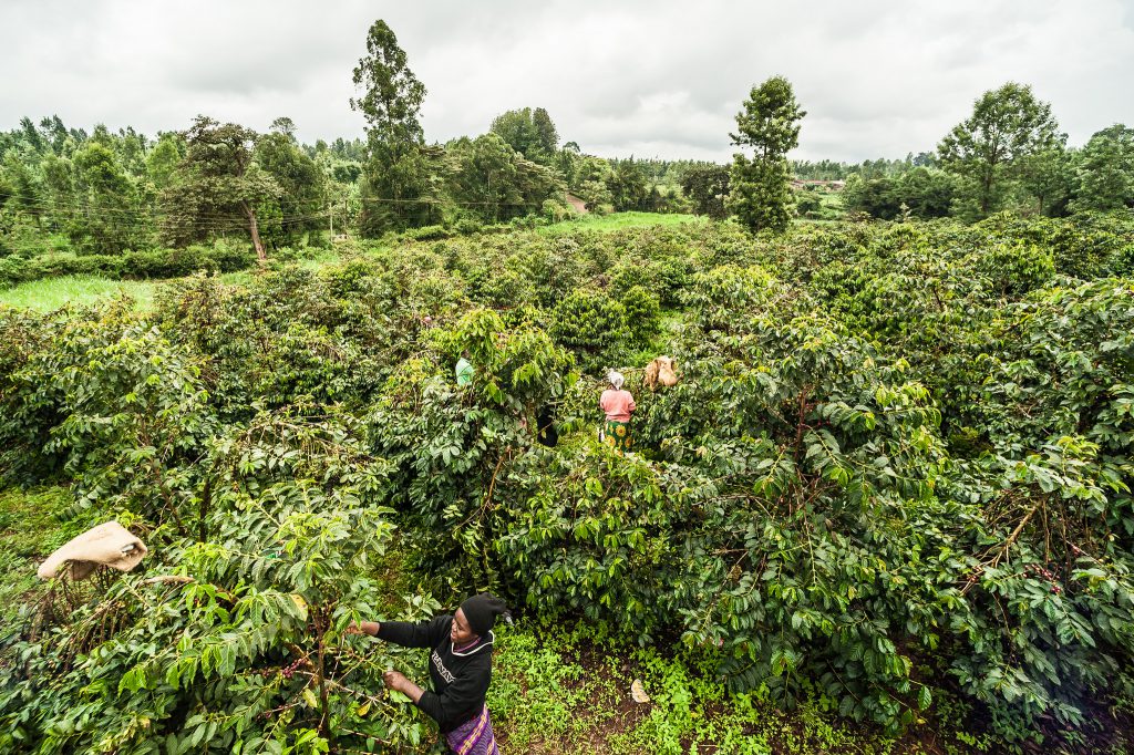 Rumble Coffee Roasters kenya plantation