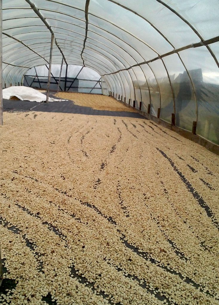 syndicate espresso colombia la piramide drying beans