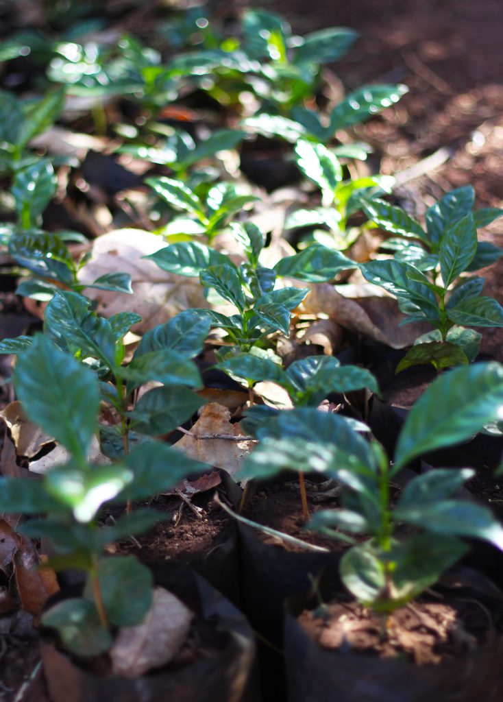 syndicate espresso seedlings