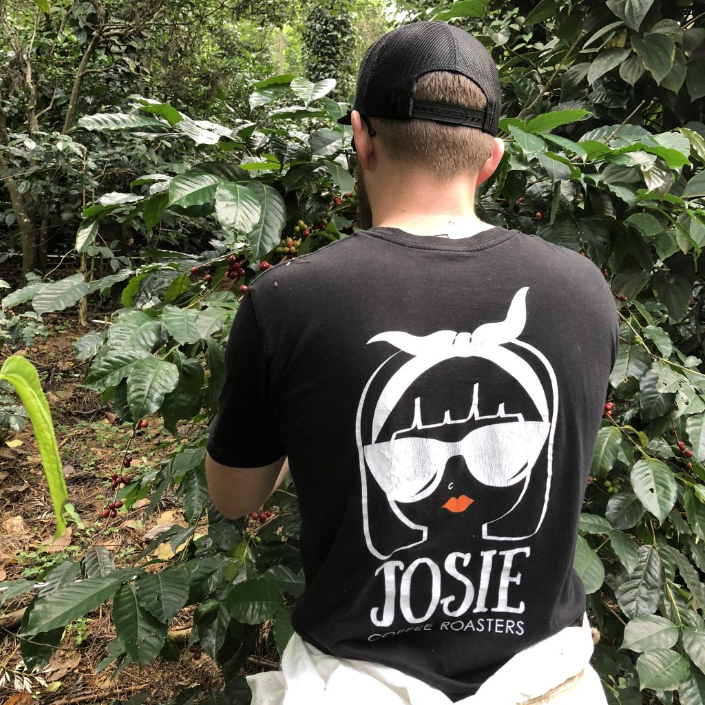 josie coffee roasters picking berries